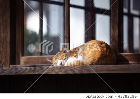 Oe Shrine cat Oe Shrine cat 45292189