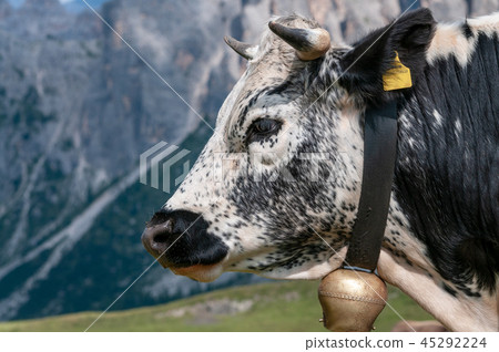Witrik cow in the Dolomites 45292224