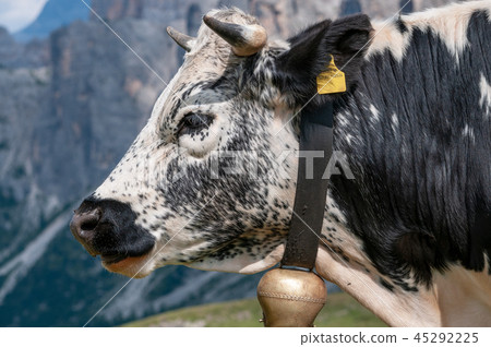 Witrik cow in the Dolomites 45292225