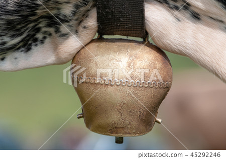 Witrik cow in the Dolomites 45292246