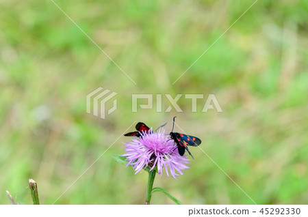 Six-spot Burnet moth,Zygaena Filipendulae, on Knapweed Six-spot Burnet moth,Zygaena Filipendulae, on Knapweed 45292330