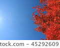 晴朗的天空和秋天的盛開 45292609