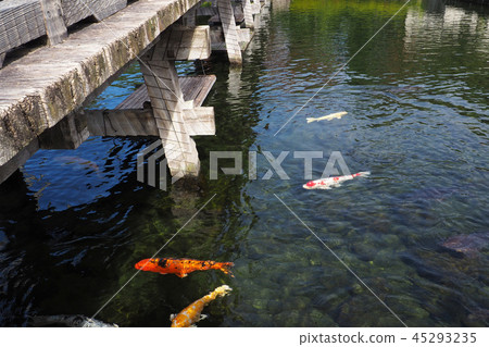 Swan garden Swan garden 45293235
