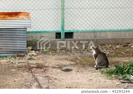 A cat taking a nap in an open area A cat taking a nap in an open area 45293244