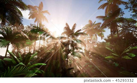 Sunset Beams through Palm Trees 45293332