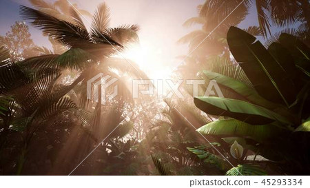 Sunset Beams through Palm Trees Sunset Beams through Palm Trees 45293334