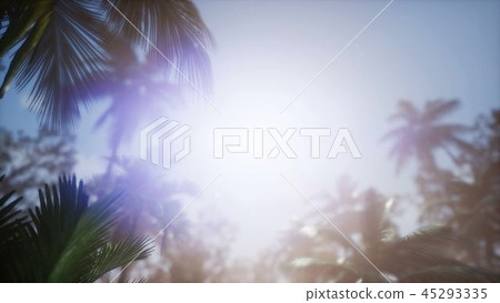 Sunset Beams through Palm Trees Sunset Beams through Palm Trees 45293335
