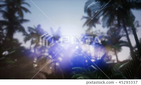 Sunset Beams through Palm Trees Sunset Beams through Palm Trees 45293337