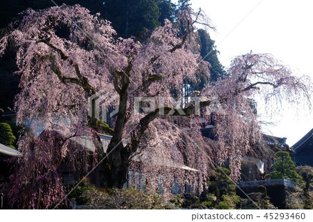 Buddy cherry blossoms of Kuonji Buddy cherry blossoms of Kuonji 45293460