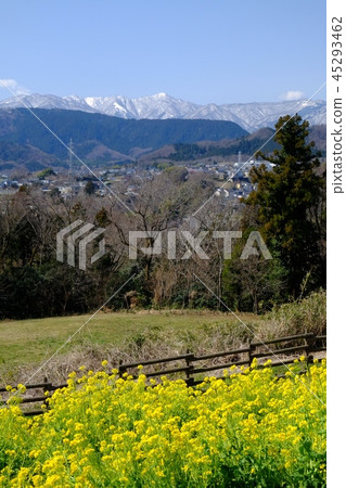 Rape blossoms and Kitatanzawa 45293462