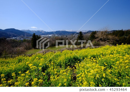 Rape blossoms and Kitatanzawa Rape blossoms and Kitatanzawa 45293464