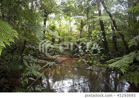 Sinharaja Forest Reserve Sri Lanka  45293693