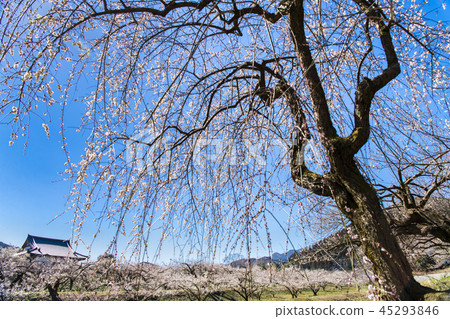 Saitama Oshio Umebayashi 45293846