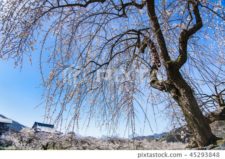 Saitama Oshio Umebayashi 45293848