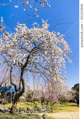 Saitama Oshio Umebayashi 45293946