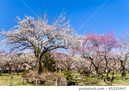 埼玉Oshio Umebayashi 45293947