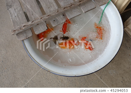 金魚 金魚 45294053