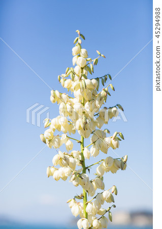 Yucca rose azalea flowers 45294988
