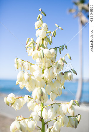 Yucca rose azalea flowers Yucca rose azalea flowers 45294993