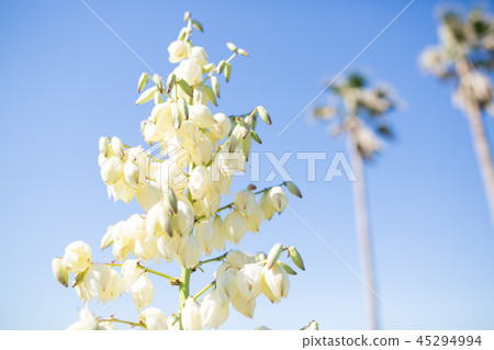 Yucca rose azalea flowers Yucca rose azalea flowers 45294994