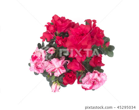 Azalea Azalea 45295034