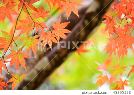 Momiji no Go-6 Momiji no Go-6 45295158