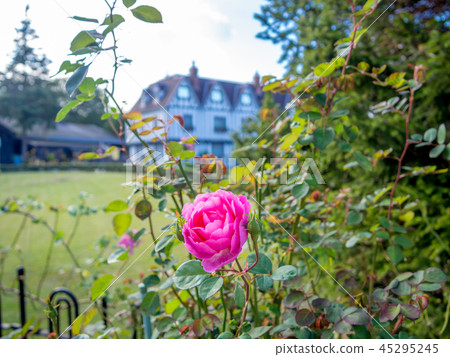 [Shizuoka Prefecture Izu City] Pink roses blooming in the park [Shuzenji Niji no Sato] 45295245