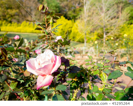 [靜岡縣伊豆市]在公園裡盛開的粉紅玫瑰[修善寺Niji no Sato] 45295264