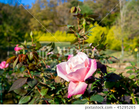 [Shizuoka Prefecture Izu City] Pink roses blooming in the park [Shuzenji Niji no Sato] 45295265