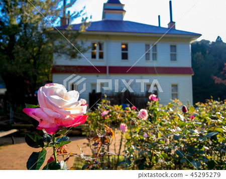 [Shizuoka Prefecture Izu City] Pink roses blooming in the park [Shuzenji Niji no Sato] 45295279