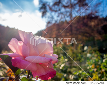 [靜岡縣伊豆市]在公園裡盛開的粉紅玫瑰[修善寺Niji no Sato] 45295281