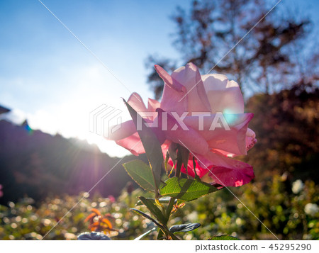 [靜岡縣伊豆市]在公園裡盛開的粉紅玫瑰[修善寺Niji no Sato] 45295290