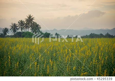 sunhemp field in evening 45295339