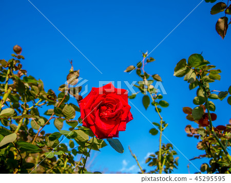 [Shizuoka Prefecture Izu City] Red roses blooming in the park [Shuzenji Niji no Sato] 45295595
