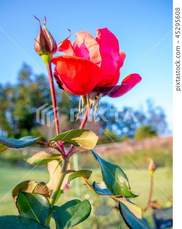 [Shizuoka Prefecture Izu City] Red roses blooming in the park [Shuzenji Niji no Sato] 45295608