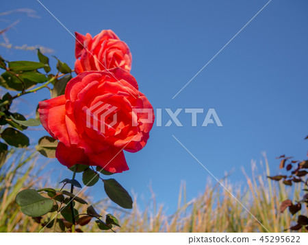 [Shizuoka Prefecture Izu City] Red roses blooming in the park [Shuzenji Niji no Sato] 45295622