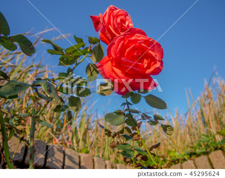 [靜岡縣伊豆市]在公園裡盛開的紅玫瑰[修善寺Niji no Sato] 45295624
