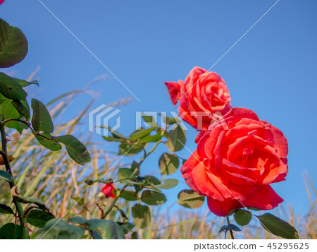 [靜岡縣伊豆市]在公園裡盛開的紅玫瑰[修善寺Niji no Sato] 45295625