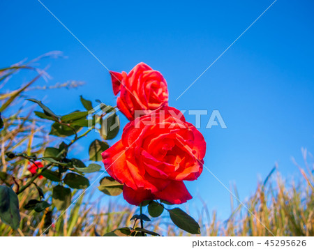 [靜岡縣伊豆市]在公園裡盛開的紅玫瑰[修善寺Niji no Sato] 45295626