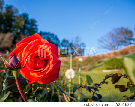 [靜岡縣伊豆市]在公園裡盛開的紅玫瑰[修善寺Niji no Sato] 45295627