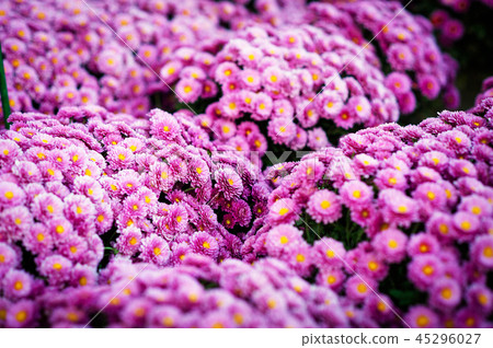 Close up Beautiful flowers of chrysanthemums, natural background Close up Beautiful flowers of chrysanthemums, natural background 45296027