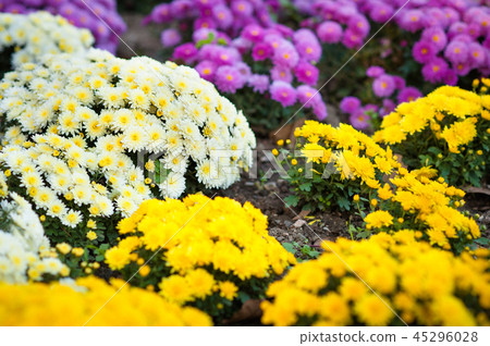 Abstract background of chrysanthemum pink yellow white. Close up. Selected focus point 45296028