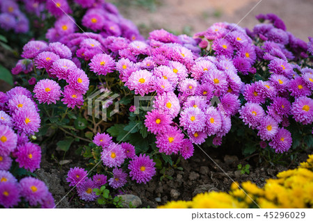 Beautiful purple chrysanthemum as background picture.  wallpaper, chrysanthemums in autumn. grad 45296029
