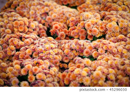 Beautiful chrysanthemum as background picture. wallpaper, chrysanthemums in autumn. Beautiful chrysanthemum as background picture. wallpaper, chrysanthemums in autumn. 45296030