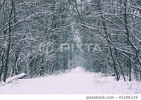 Winter forest with path Winter forest with path 45296129