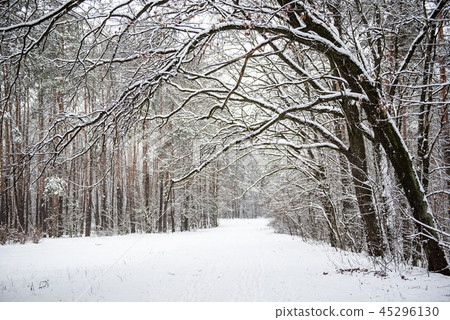 Winter forest with path Winter forest with path 45296130