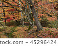 京都的秋天 45296424