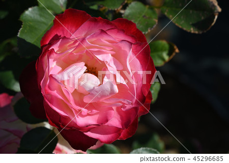 Rose (Jubilee du Prince de Monaco) 45296685