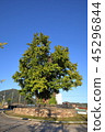 Gangwon-do, Yeongwol-gun, Ginkgo 45296844