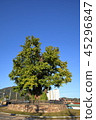 Gangwon-do, Yeongwol-gun, Ginkgo 45296847